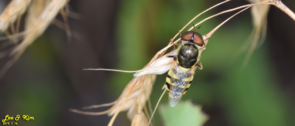 Odontomyia garatas
