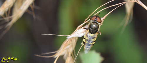 Odontomyia garatas