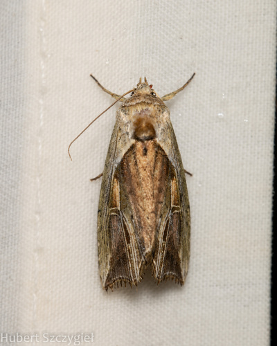 Gonodes albifissa
