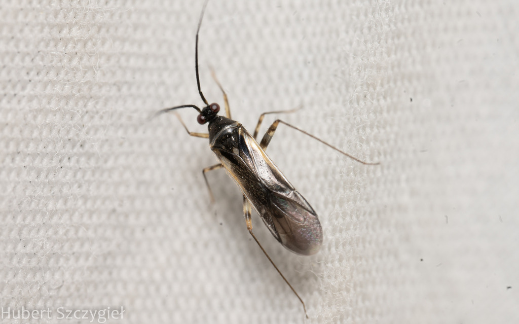 Adparaproba singularis
