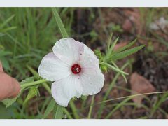 Hibiscus meraukensis