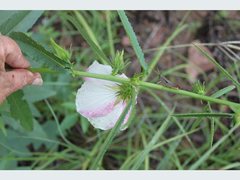Hibiscus meraukensis