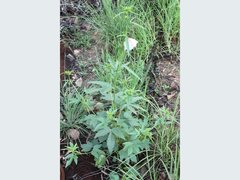 Hibiscus meraukensis