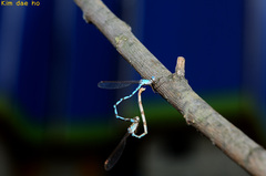 Indolestes peregrinus