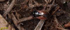 Geocoris pallidipennis