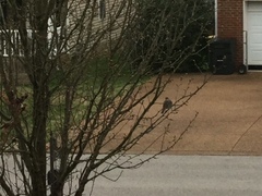 Zonotrichia leucophrys