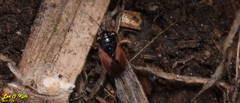 Geocoris pallidipennis
