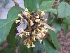 Pittosporum ferrugineum