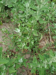 Chenopodium album