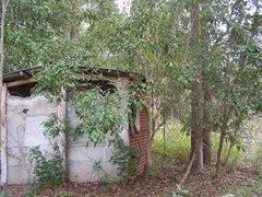 Pittosporum ferrugineum