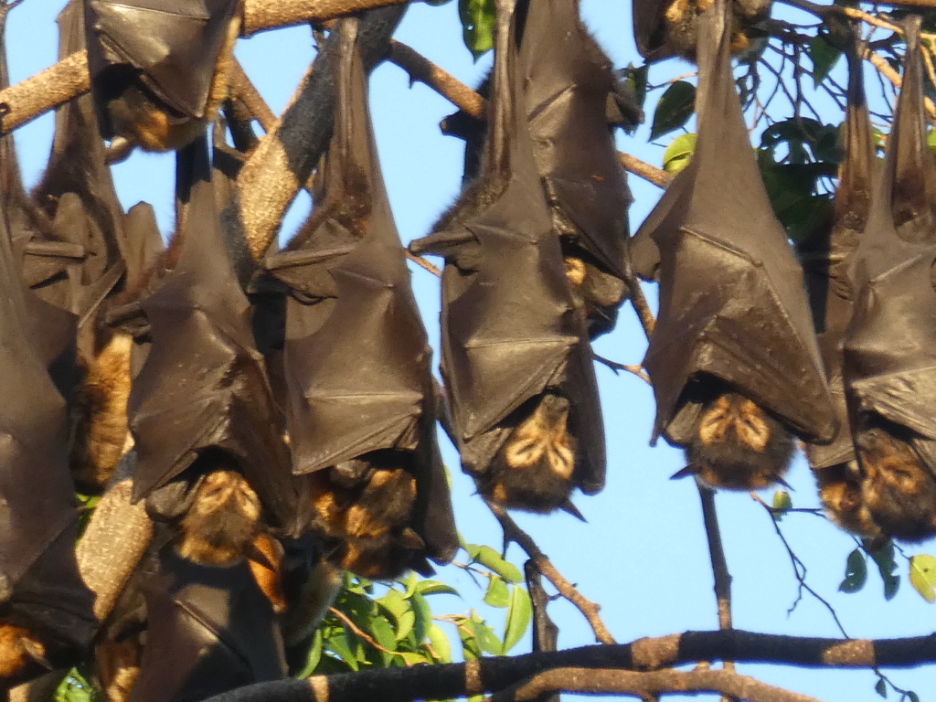 spectacled flying fox