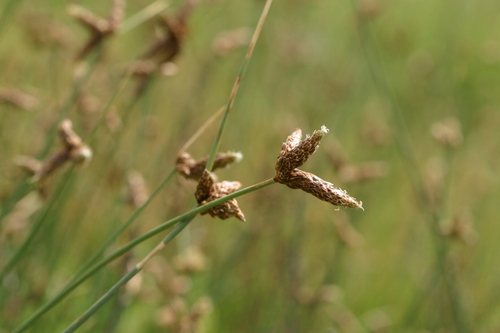 Amphiscirpus nevadensis