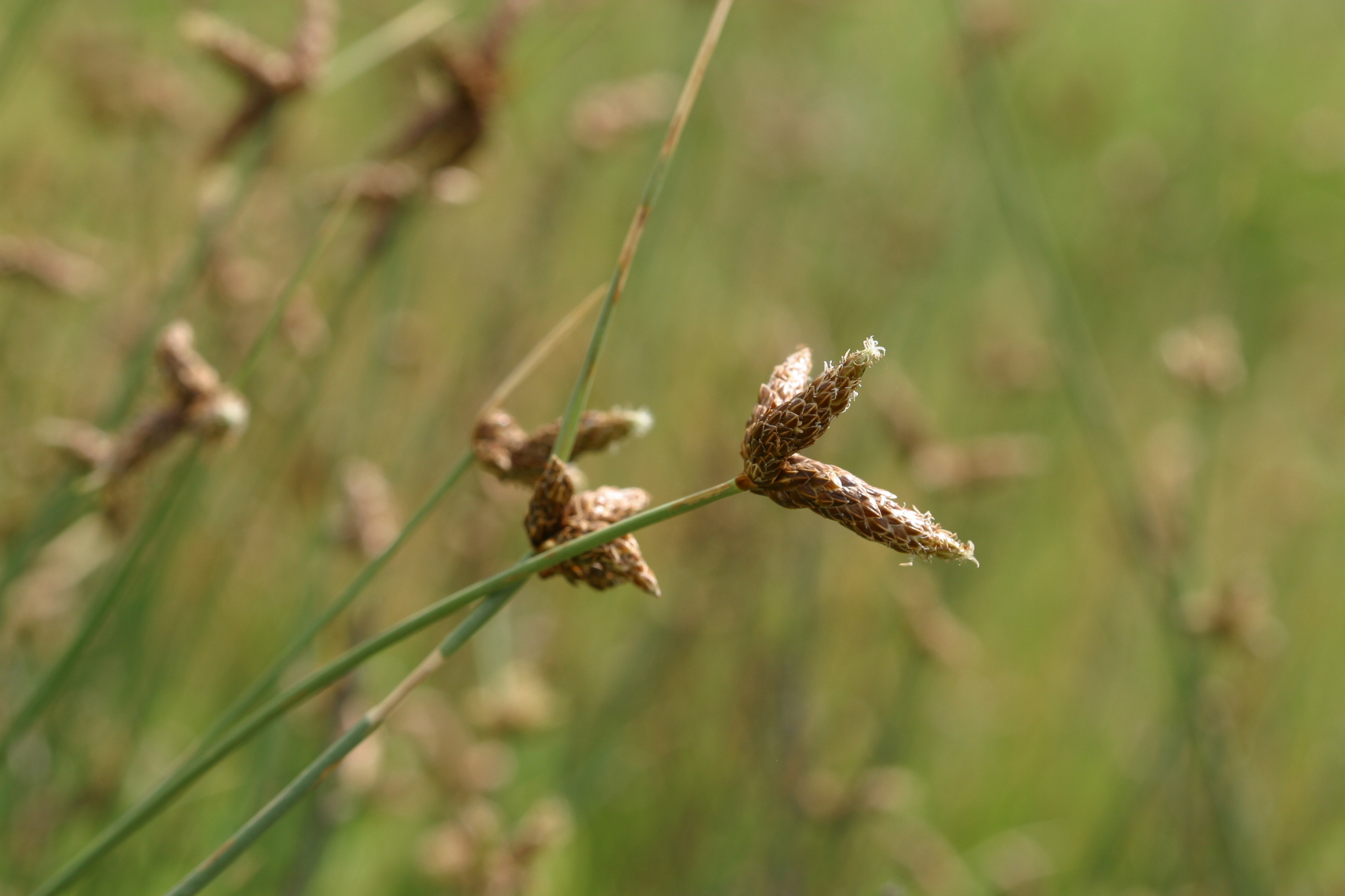 Amphiscirpus nevadensis