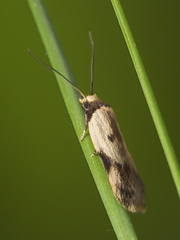 Thapsinotypa anthemodes