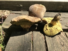Butyriboletus