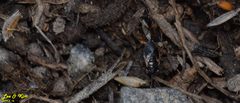 Geocoris pallidipennis