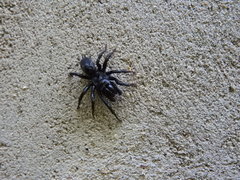 Sphodros niger