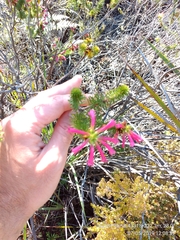 Erica abietina