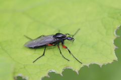 Bibio pomonae