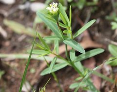 Pimelea cornucopiae