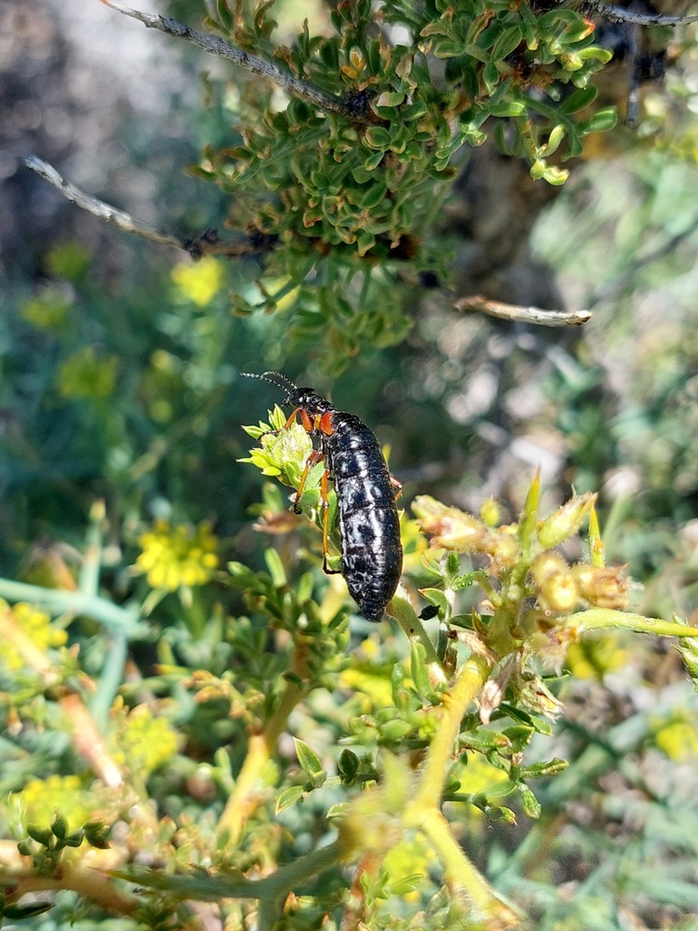Pseudomeloe sanguinipennis