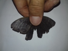 Taygetis laches