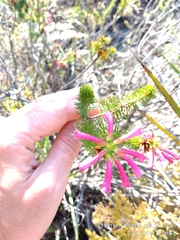 Erica abietina