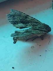 Apamea monoglypha