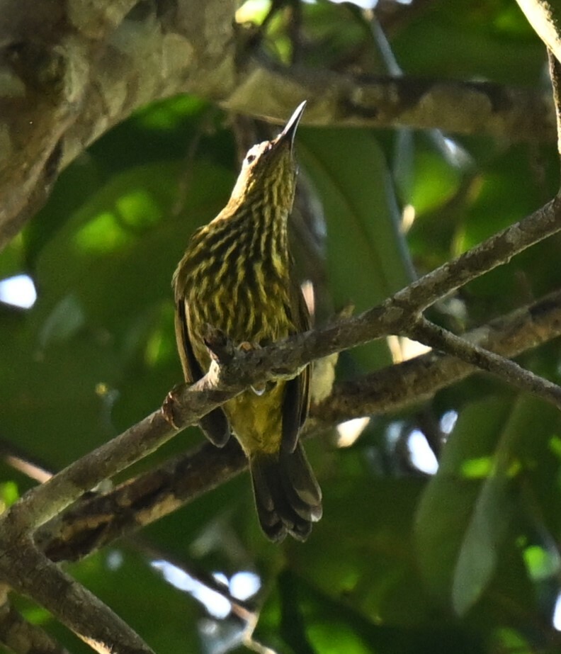 Purple-naped Spiderhunter