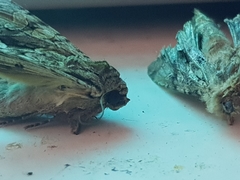 Apamea monoglypha