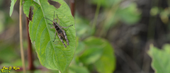 Shirakiacris shirakii