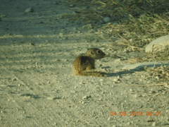 Ictidomys parvidens