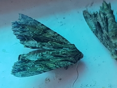 Apamea monoglypha