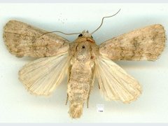 Athetis reclusa