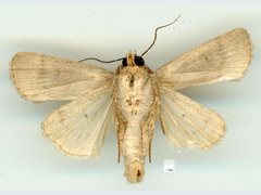 Athetis reclusa