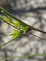 Cyperus grayi