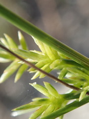 Cyperus grayi