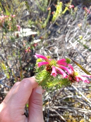 Erica abietina