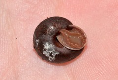 Austrochloritis bellengerensis