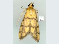 Glycythyma thymedes