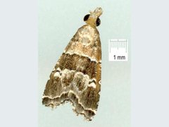 Diplopseustis