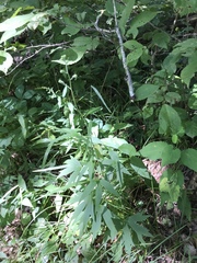 Delphinium exaltatum