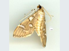 Cotachena histricalis