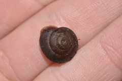 Austrochloritis bellengerensis