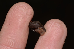 Austrochloritis bellengerensis