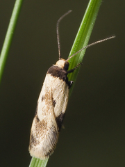 Thapsinotypa anthemodes