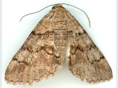 Cryphaea xylina