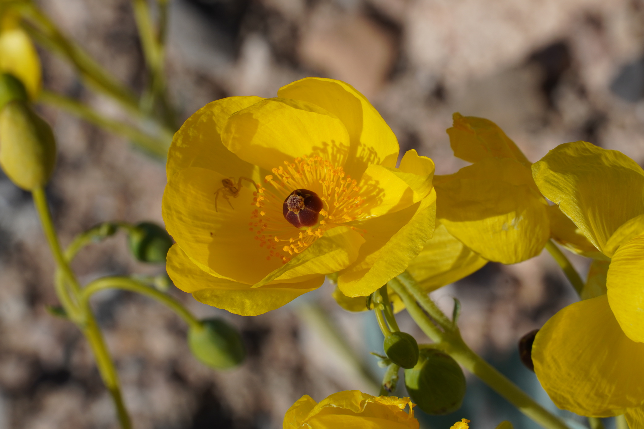 Arctomecon californica