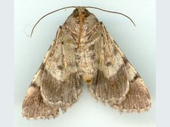 Cryphaea xylina