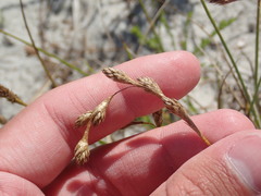 Carex silicea